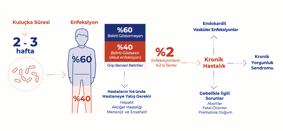 Coxevac zoonoz şema