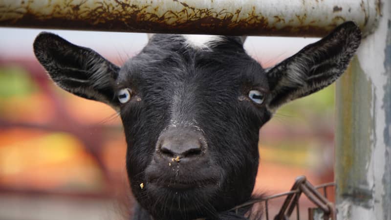 Fiebre Q en caprino de leche