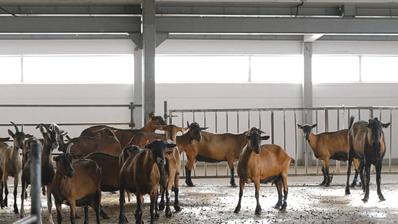 Fiebre Q en caprino de leche