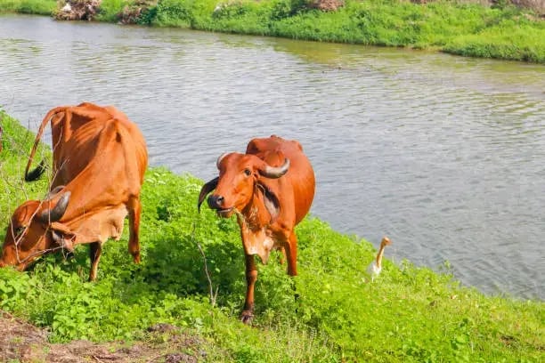 Indian cattle 1