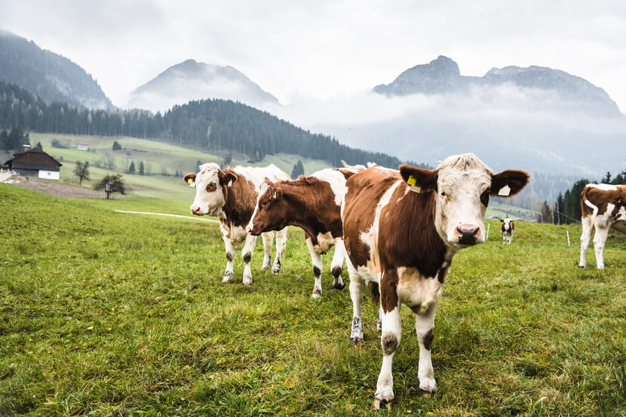 Lungworms in cattle