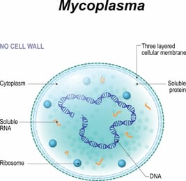 Mycoplasma bovis1