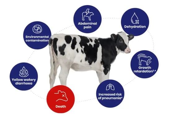 cryptosporidiosis in calves