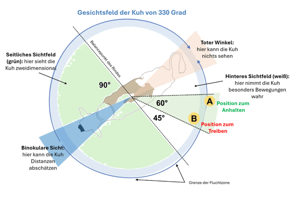 Gesichtsfeld Kuh