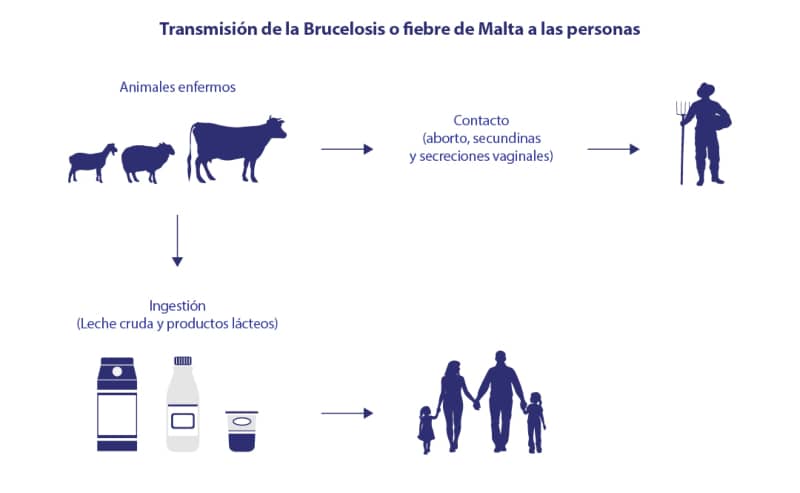 La transmisión de la Brucelosis a las personas es por ingesta de alimentos elaborados con leche de animales enfermos o por contacto al ayudar en el parto.