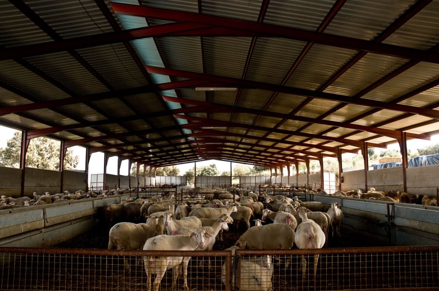 HD_Agathe-Bidegain-sheep-Spain-023