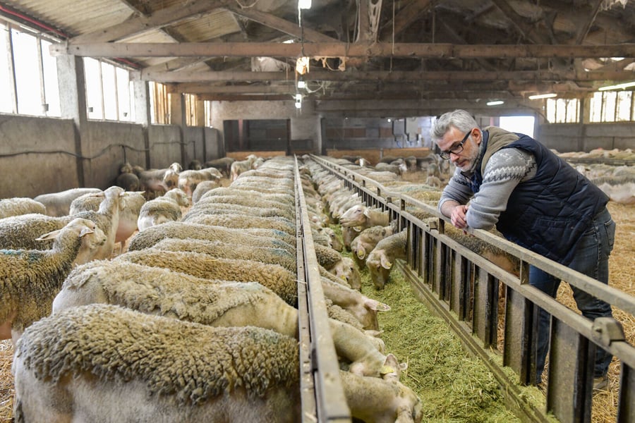 HD_BREEDER_HUMAN-ANIMAL_SHEEP 2