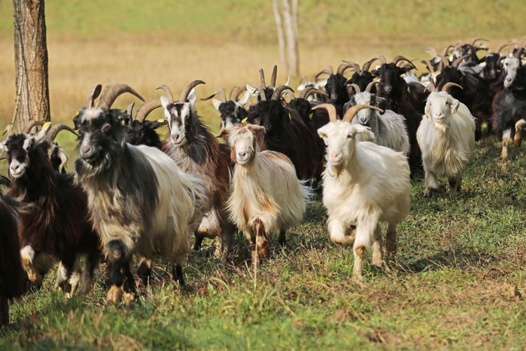 Anthelmintic_resistance_3