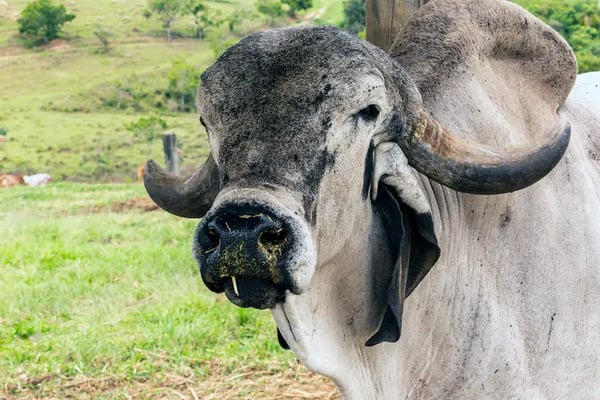 Indian cattle 2