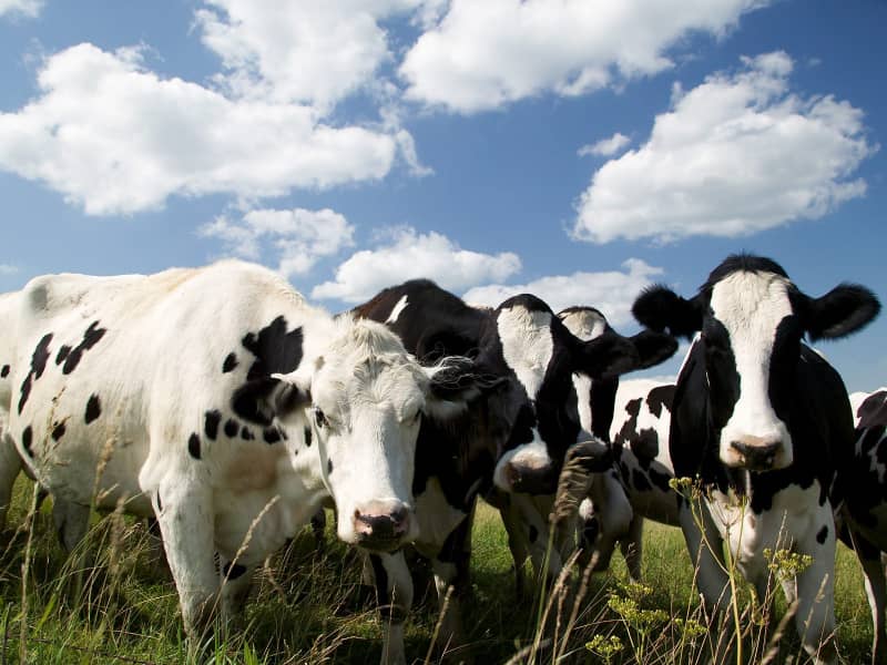 Inseminación artificial vacas