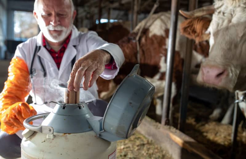 Inseminación artificial vacas