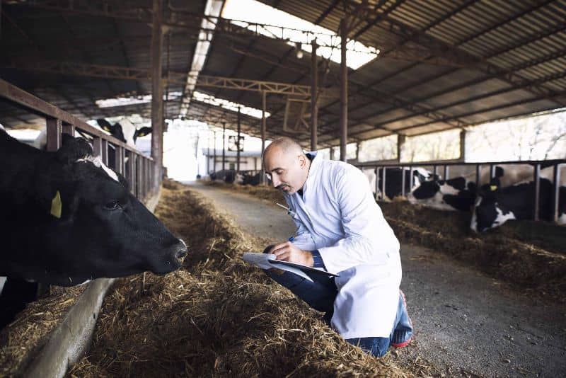 Inseminación artificial vacas
