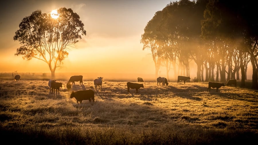 Livestock farming 2