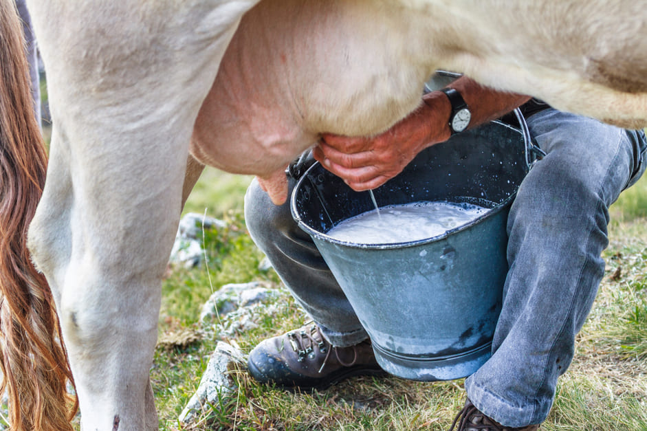 Milk costs: exploring the economics of producing one litre of cow milk