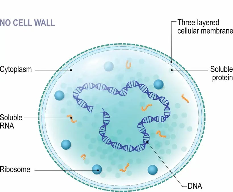 Mycoplasma_bovis draw