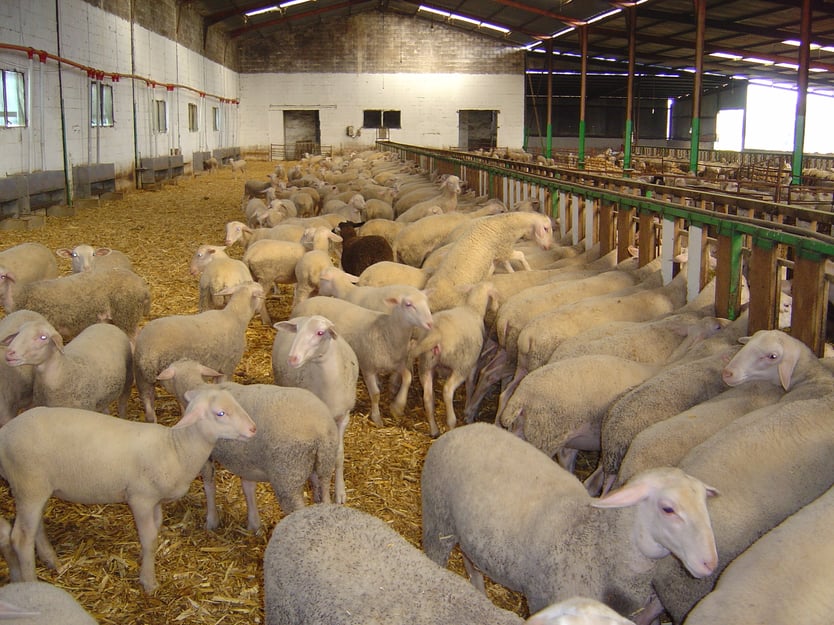 Oveja lacaune
