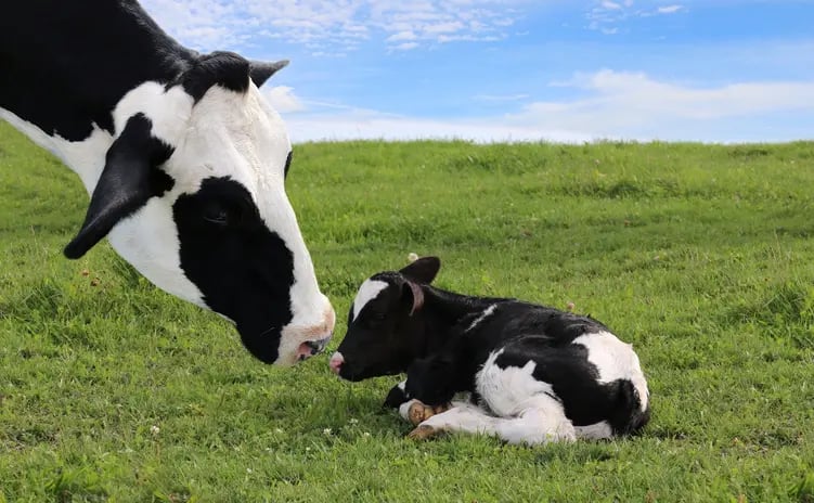 Pregnant cow 2