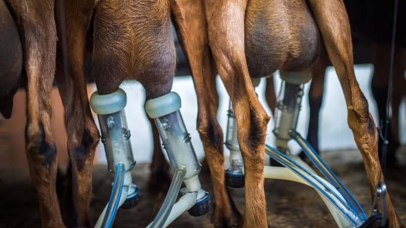 Productividad en caprino de leche