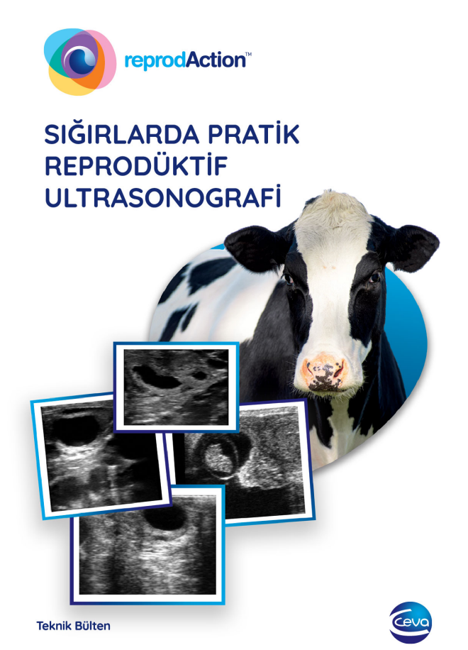Sığır Ultrasonografi