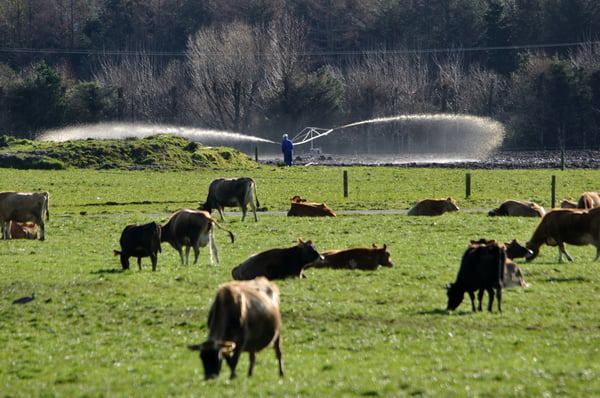 SHADE FOR CATTLE WATER