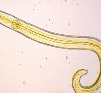 nematodos-gastrointestinales