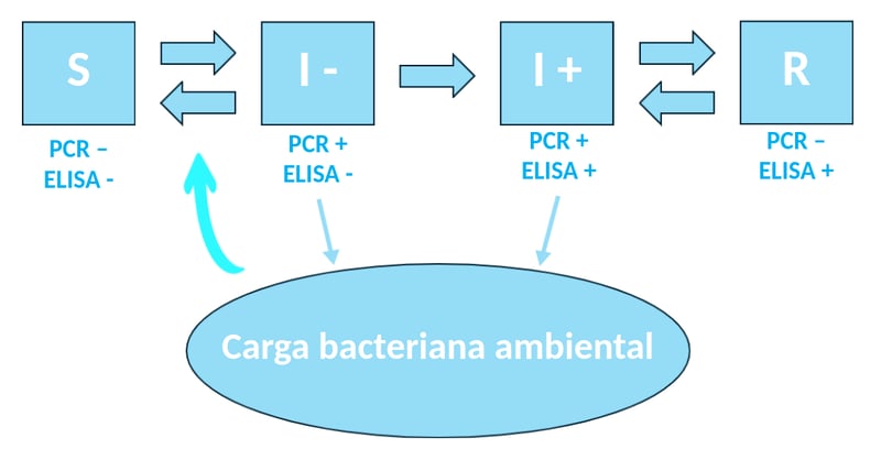 ciclo epidemiologico fiebre q