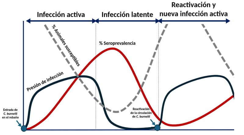 ciclo epidemiologico fiebre q 2