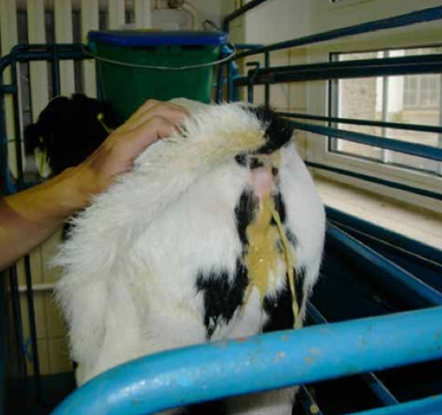 cryptosporidiosis in calves 2