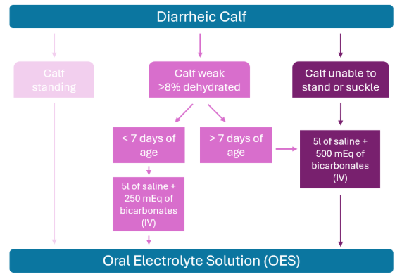 cryptosporidiosis in calves