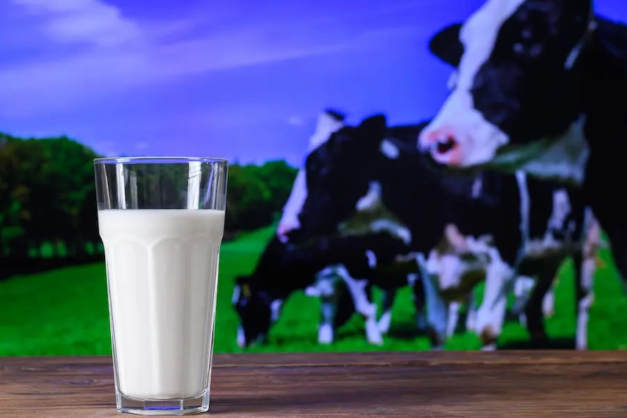Water for dairy cows 1