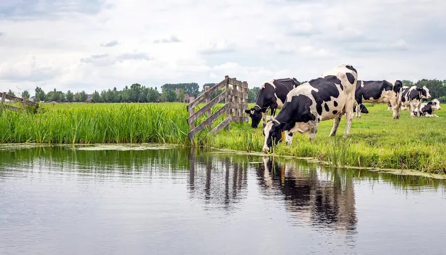 Water for dairy cows 2