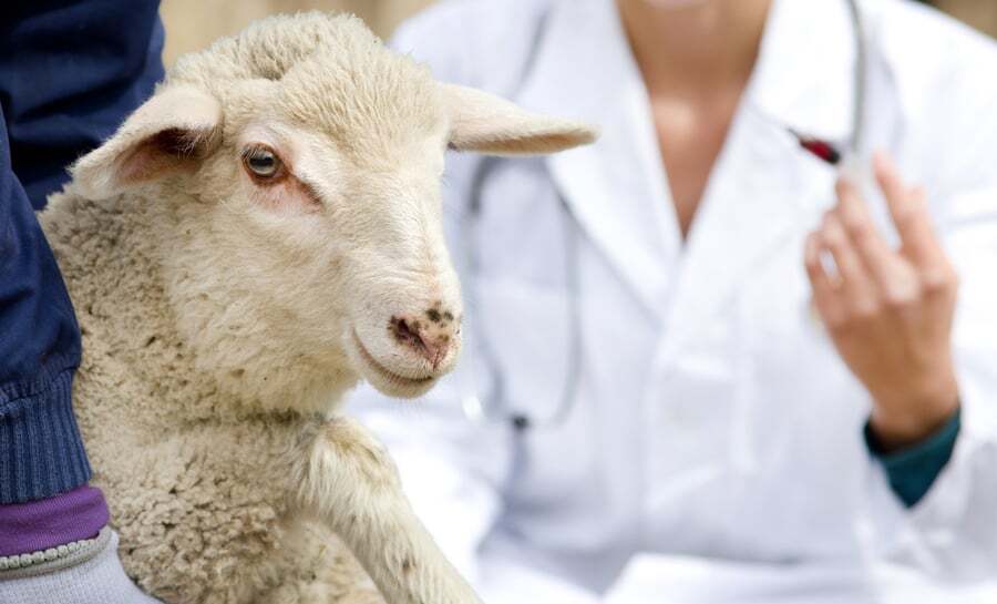 ai-breeding-sheep