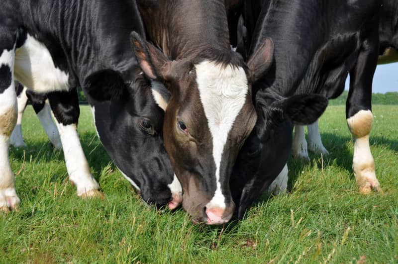 Alimentación animal: ¿qué comen nuestras vacas?