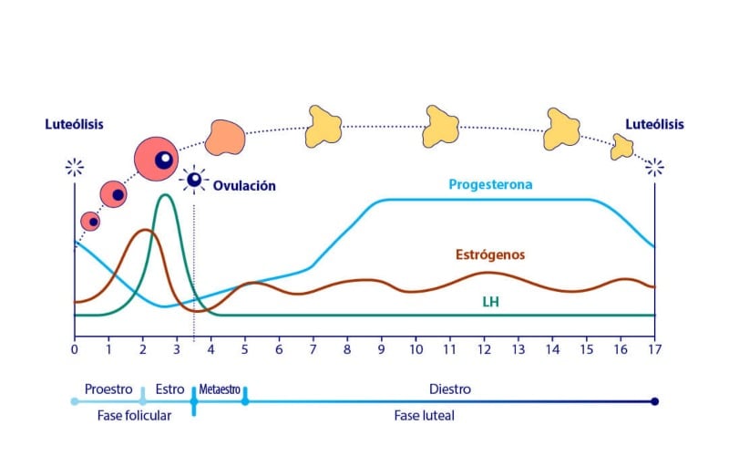 La Importancia Del Asesoramiento Reproductivo En Ovejas 2065