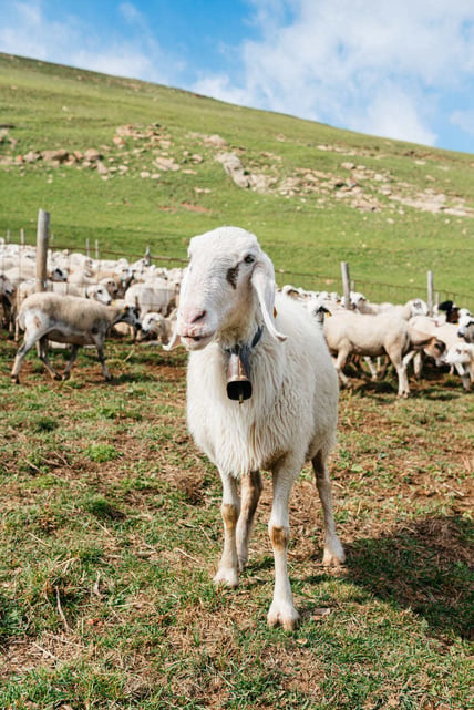 assaf sheep