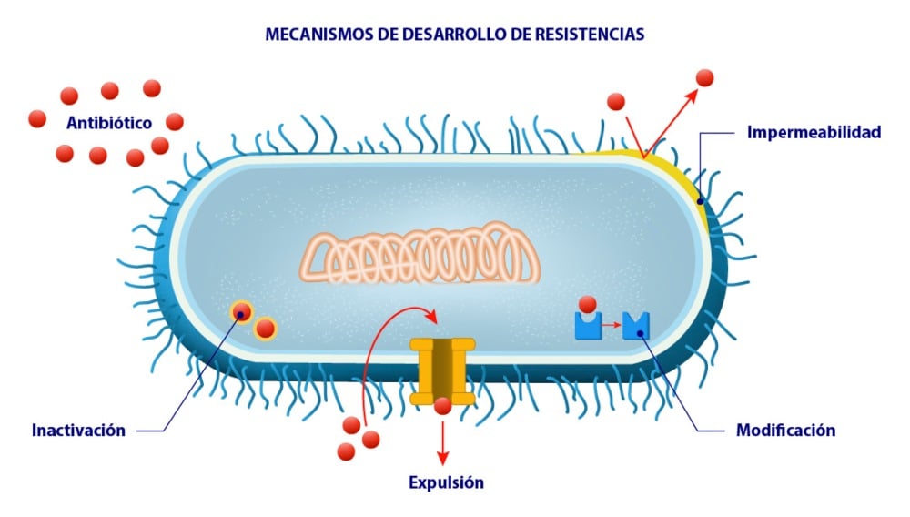 bacterias multirresistentes