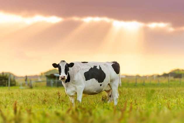 barn lighting cattle wellbeing