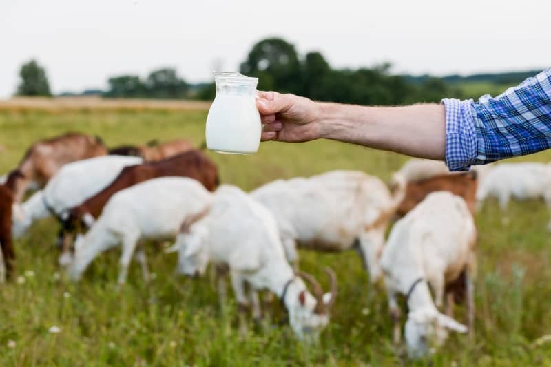 Leche y cabras de fondo