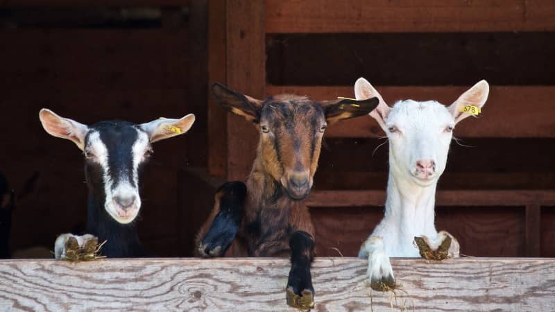 cabras lecheras en España