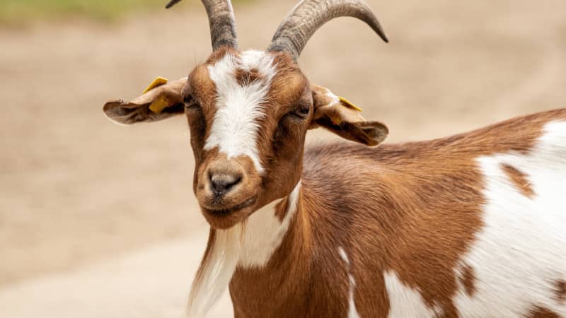 cabras lecheras en España