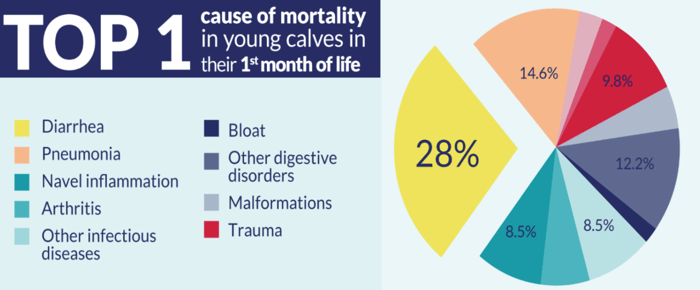 calf care cause of mortality in calves graph