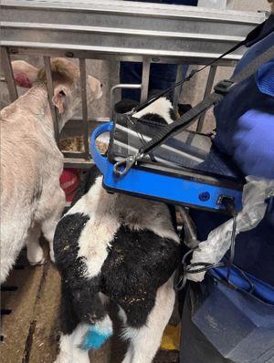 calf care-1