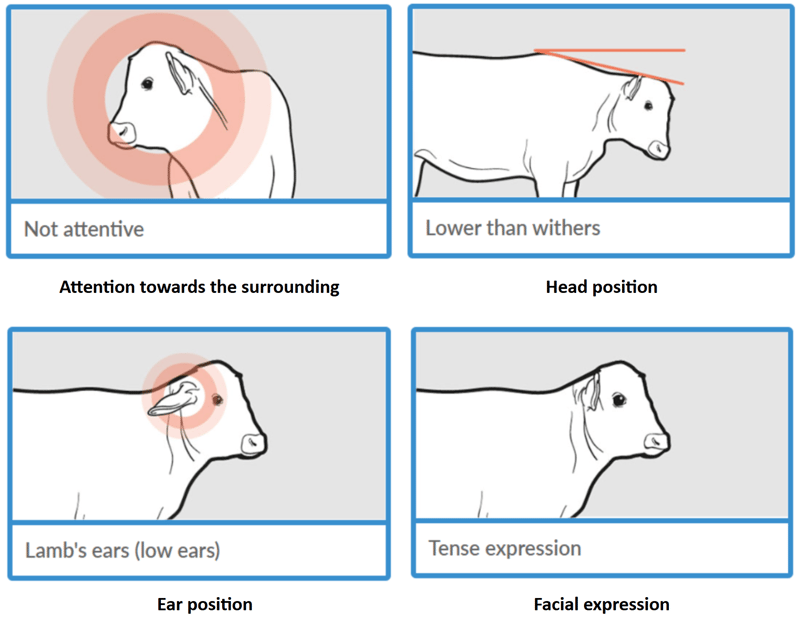 calf pain signs 1