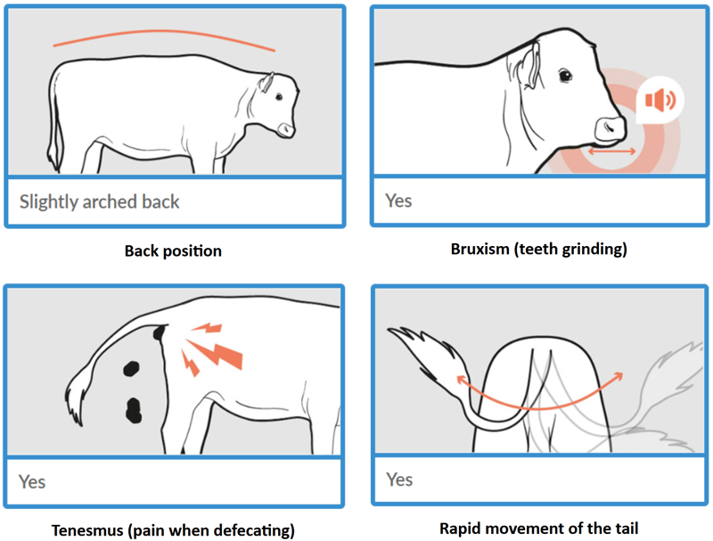 calf pain signs 2