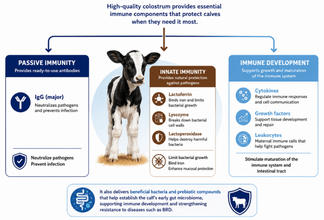 calf respiratory disease colostrum