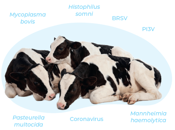 calf respiratory disease pathogens