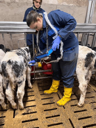 calf respiratory disease vet