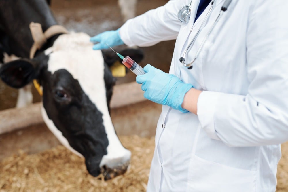vaca recibiendo vacuna contra el carbunco