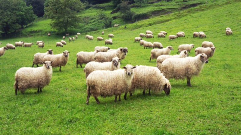 las ovejas pueden contraer carbunco