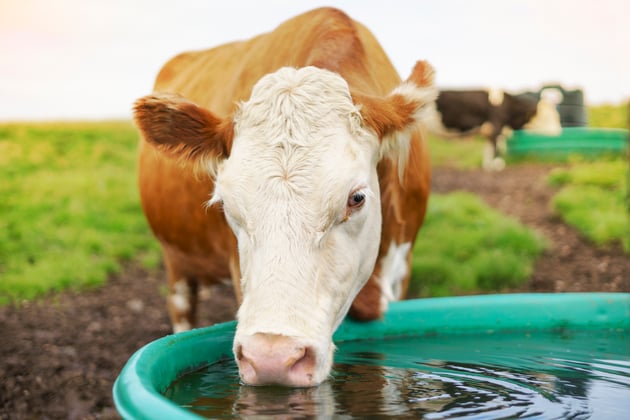 cattle drinking water-1